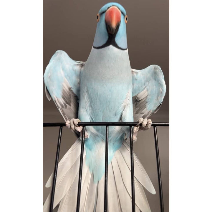 Zazu Plushie